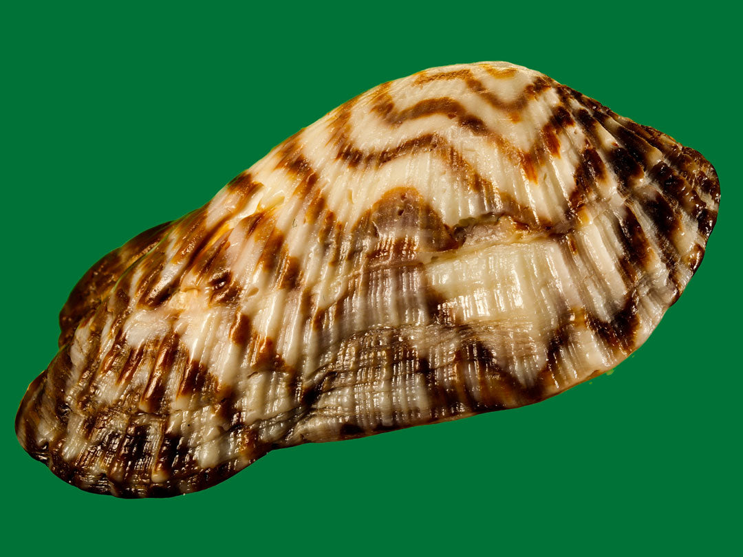 Mini Turkey Wing Shell