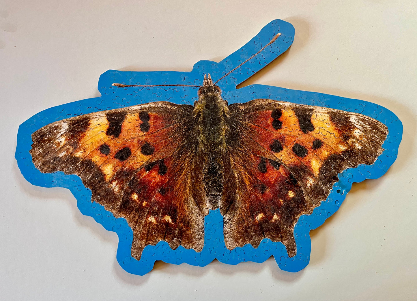 Moth Puzzle