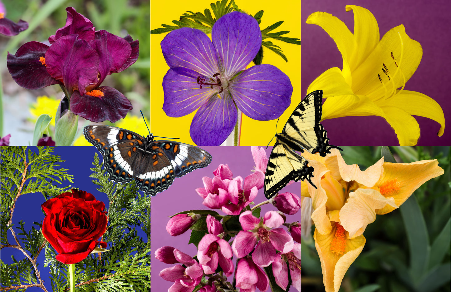 A jigsaw puzzle montage featuring various flowers and butterflies, with a mix of colors including purple, yellow, pink, and red.