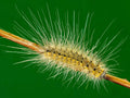 Mini Yellow Caterpillar