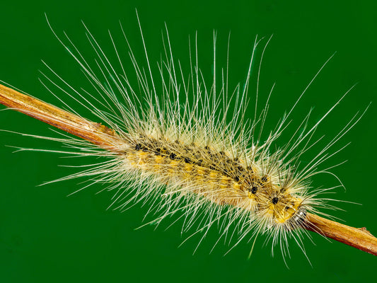 Mini Yellow Caterpillar