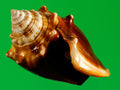 Mini Fiber Conch Shell