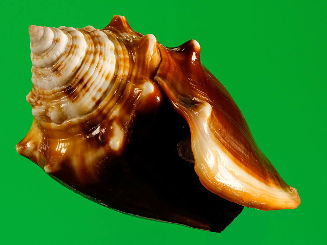 Mini Fiber Conch Shell