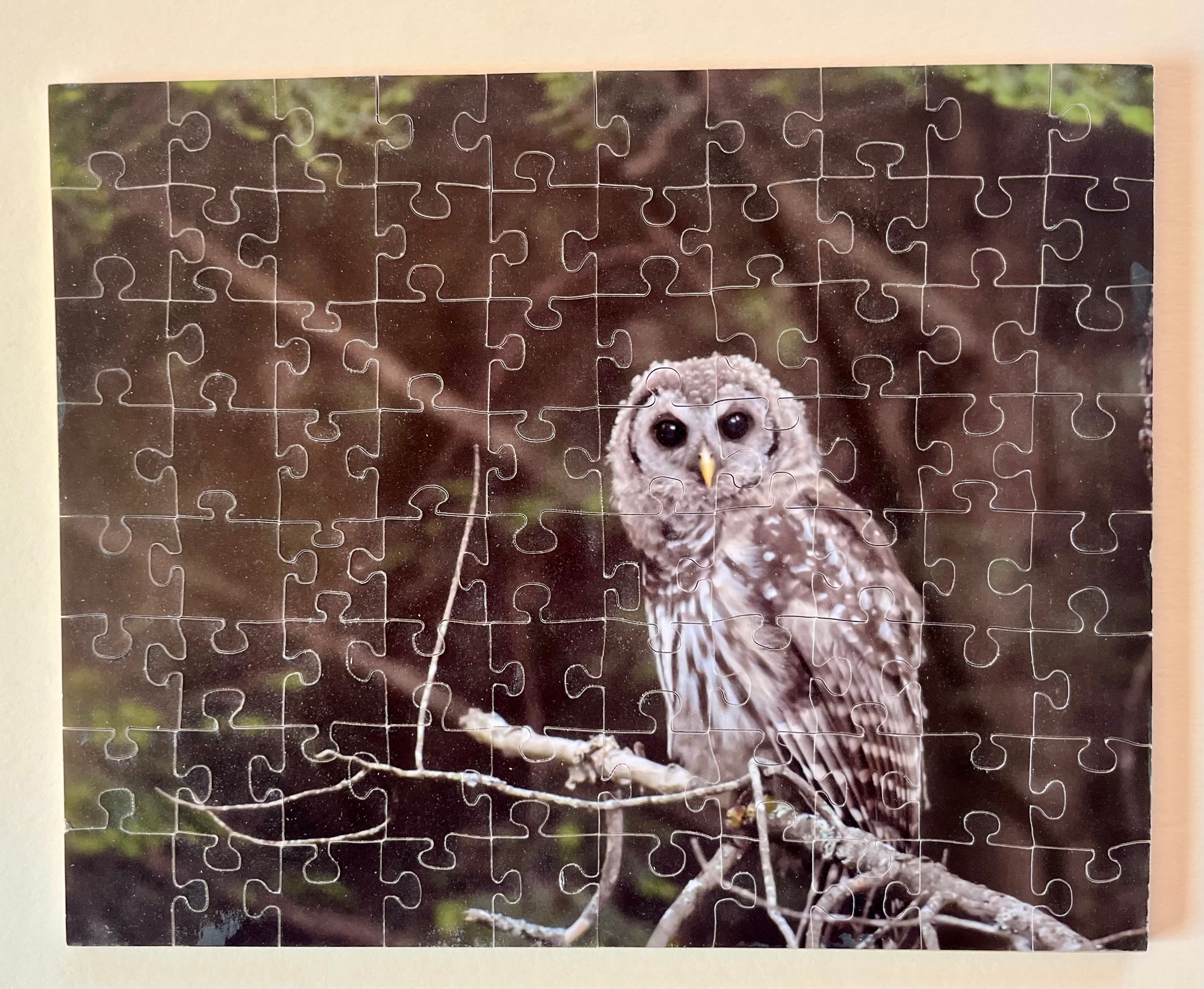 Maine Owl - original style