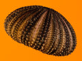 Mini Sea Urchin Shell