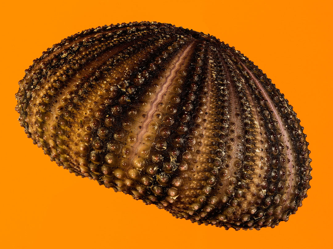 Mini Sea Urchin Shell