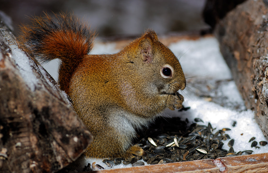 A jigsaw puzzle depicting a squirrel sitting on a wooden surface with pieces scattered around.