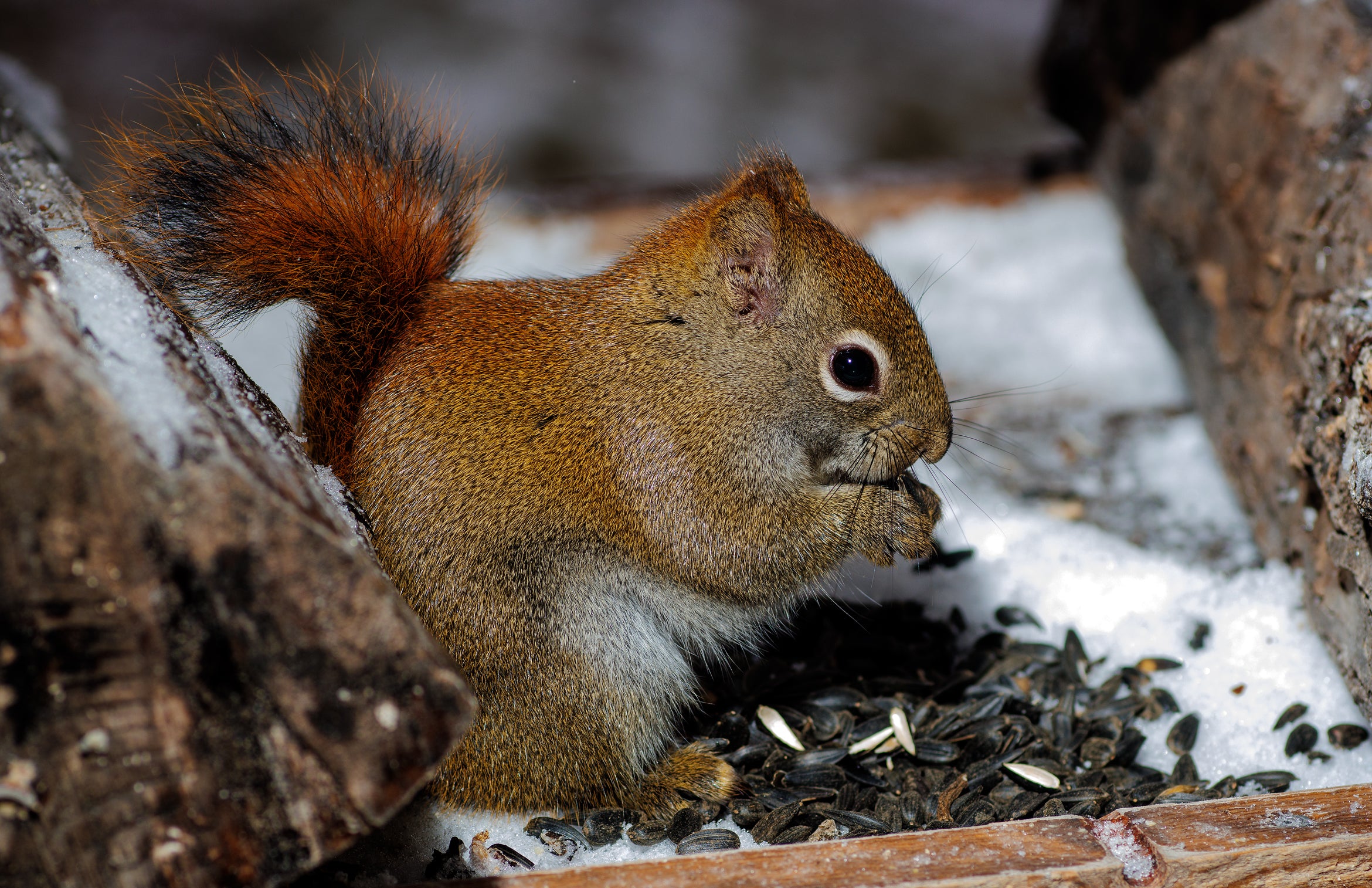 A jigsaw puzzle depicting a squirrel sitting on a wooden surface with pieces scattered around.