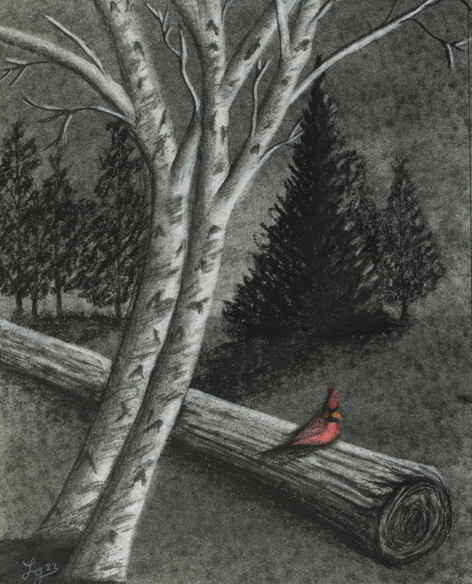 Cardinal with Birch Trees