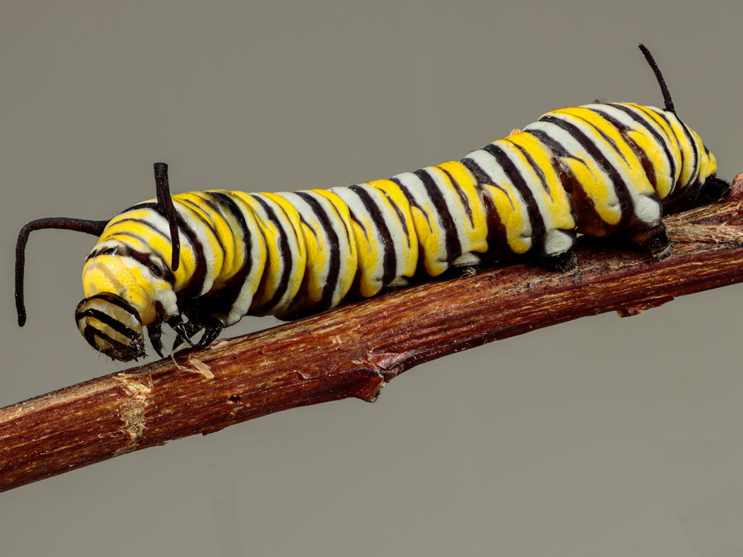 Mini Monarch Caterpillar