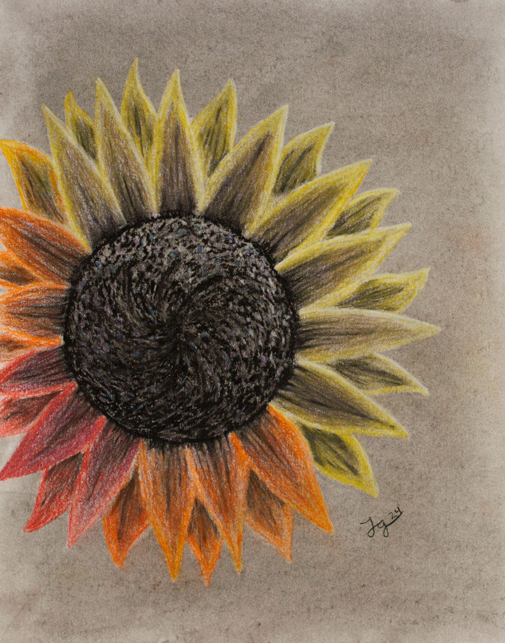 Colored Sunflower