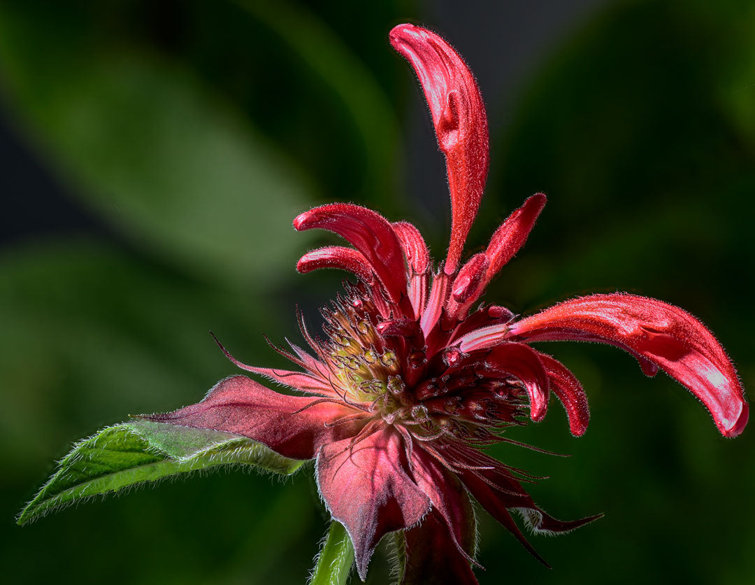 Mini Flower - Scarlett Beebalm