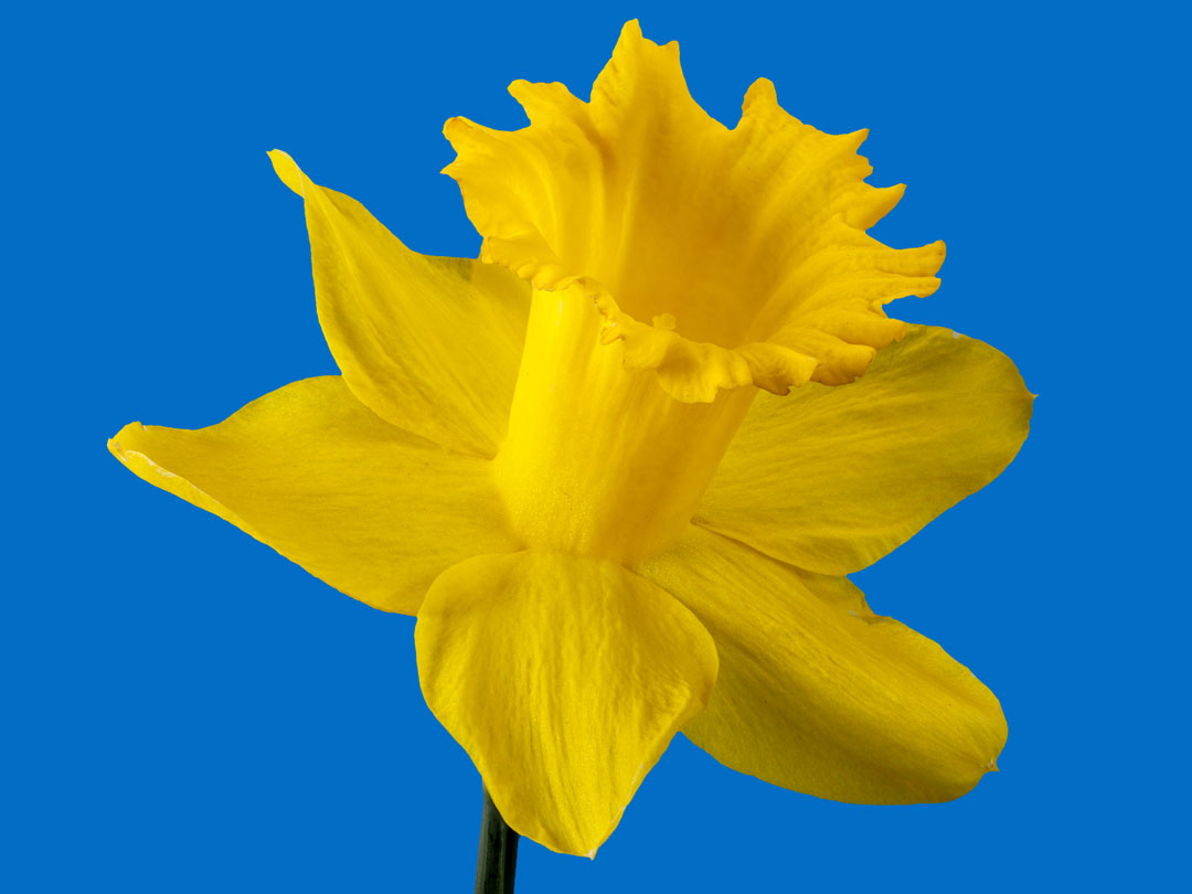 Mini Flower - Daffodil