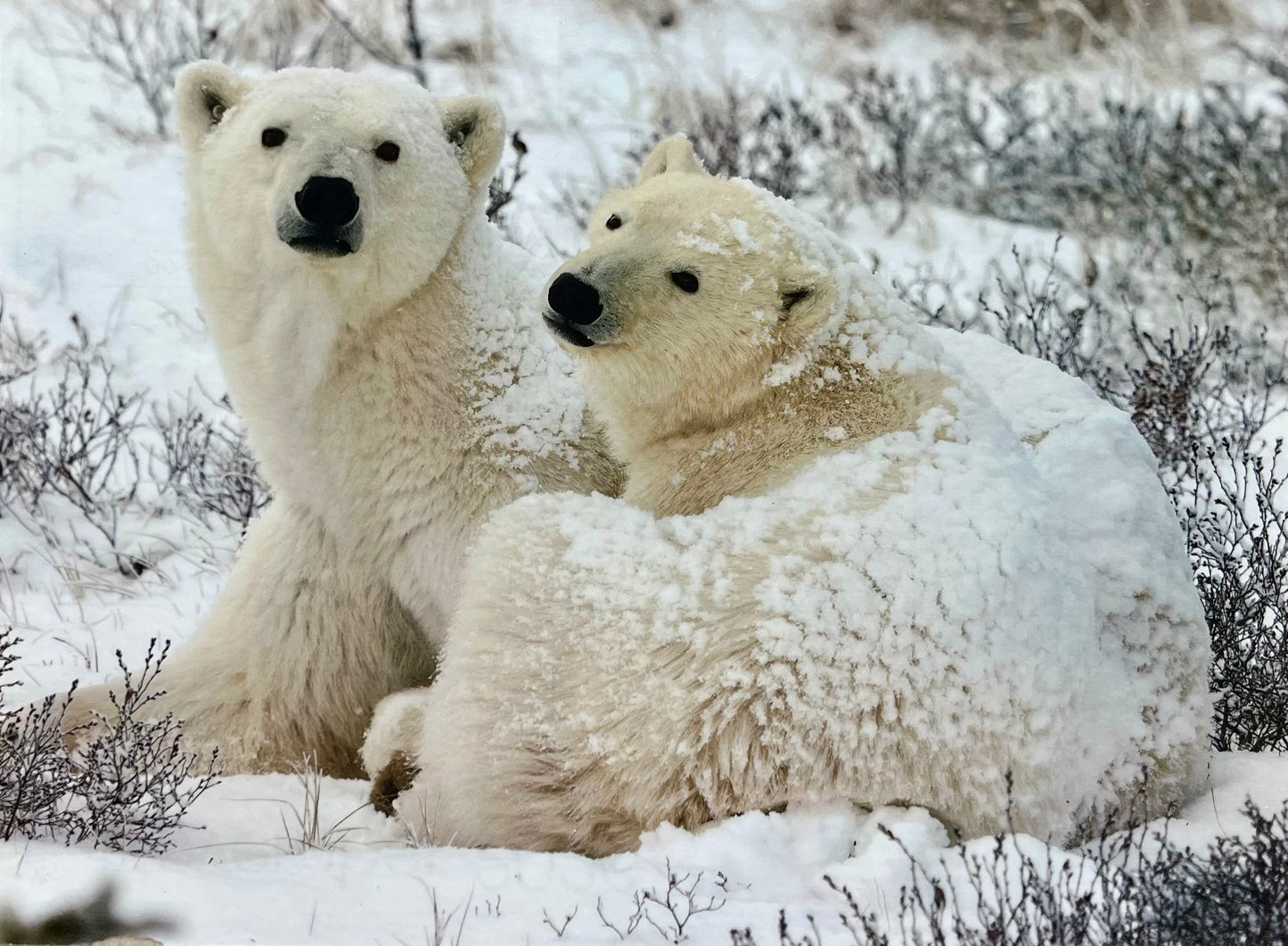 Snowy Polar Bears