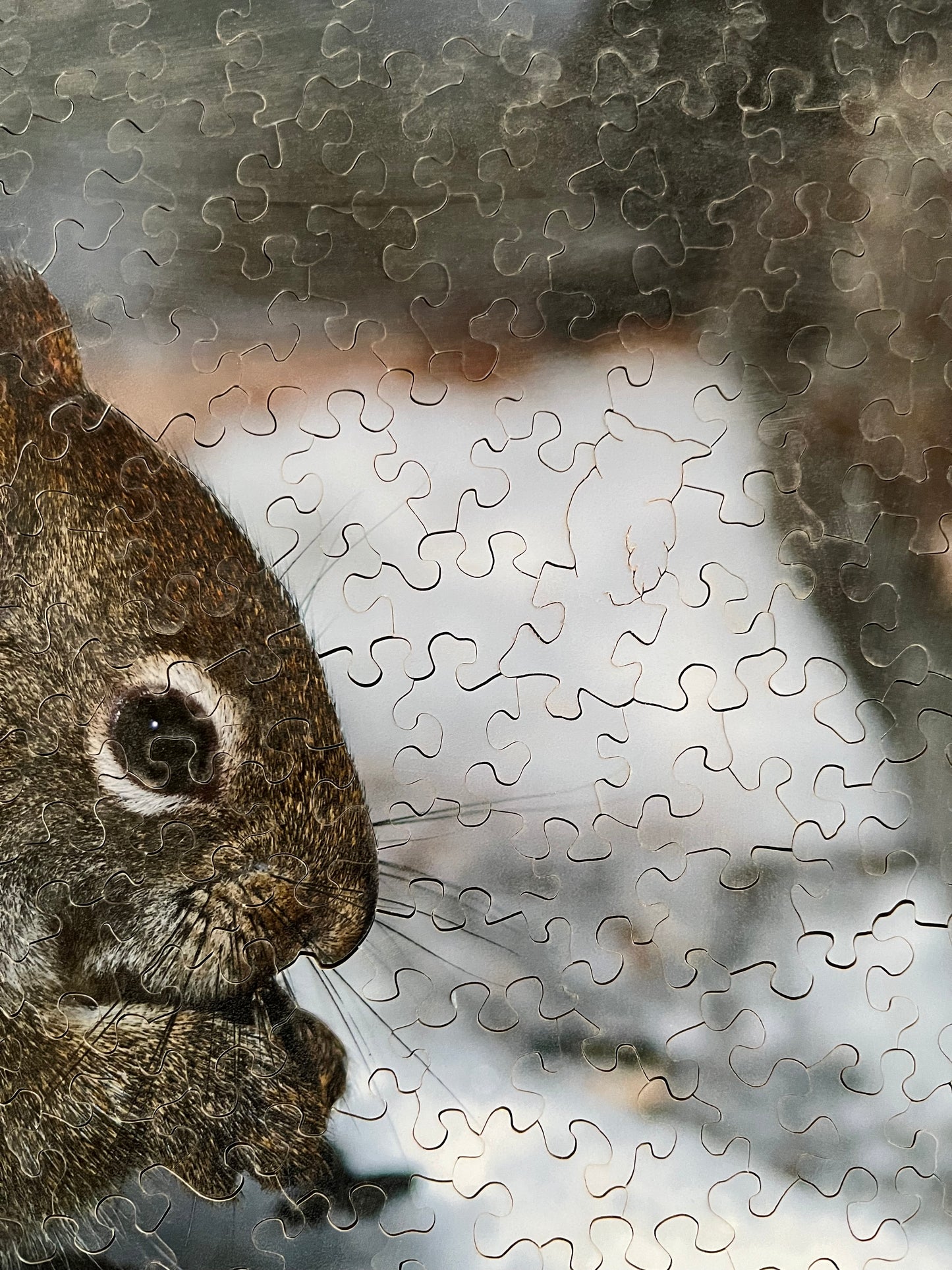 Squirrel Puzzle