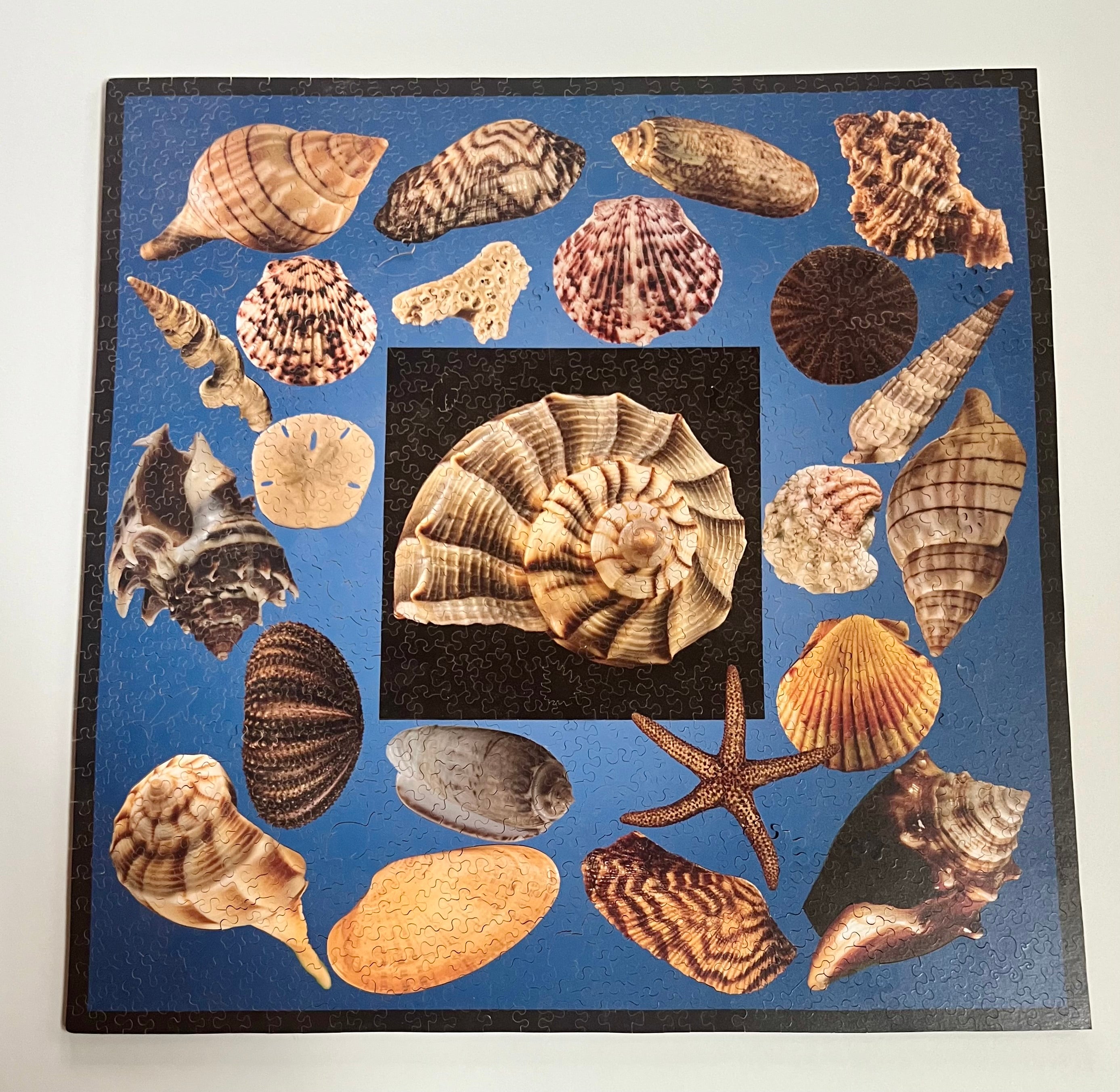 Sanibel Island Shells