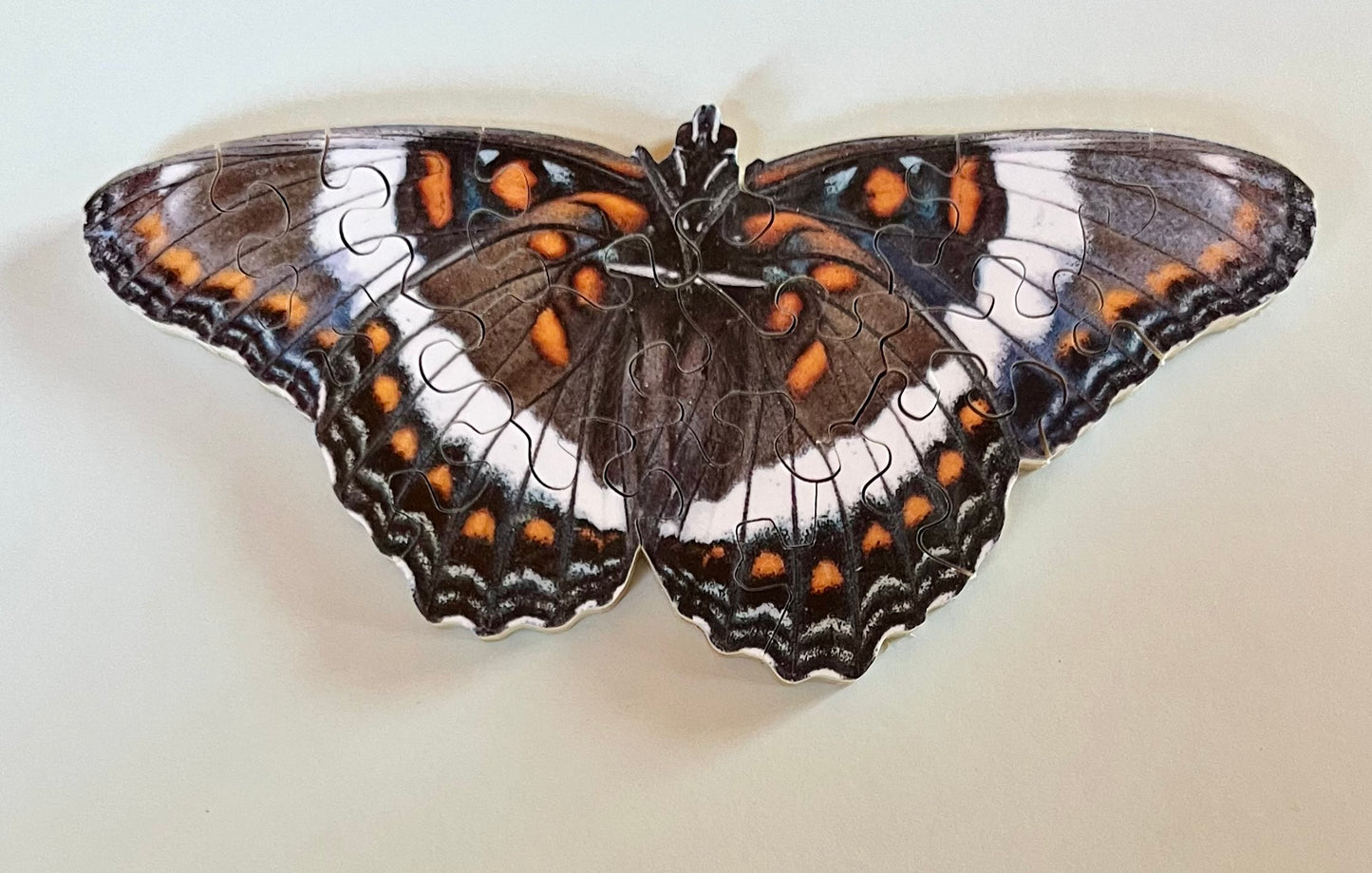 Mini Butterfly