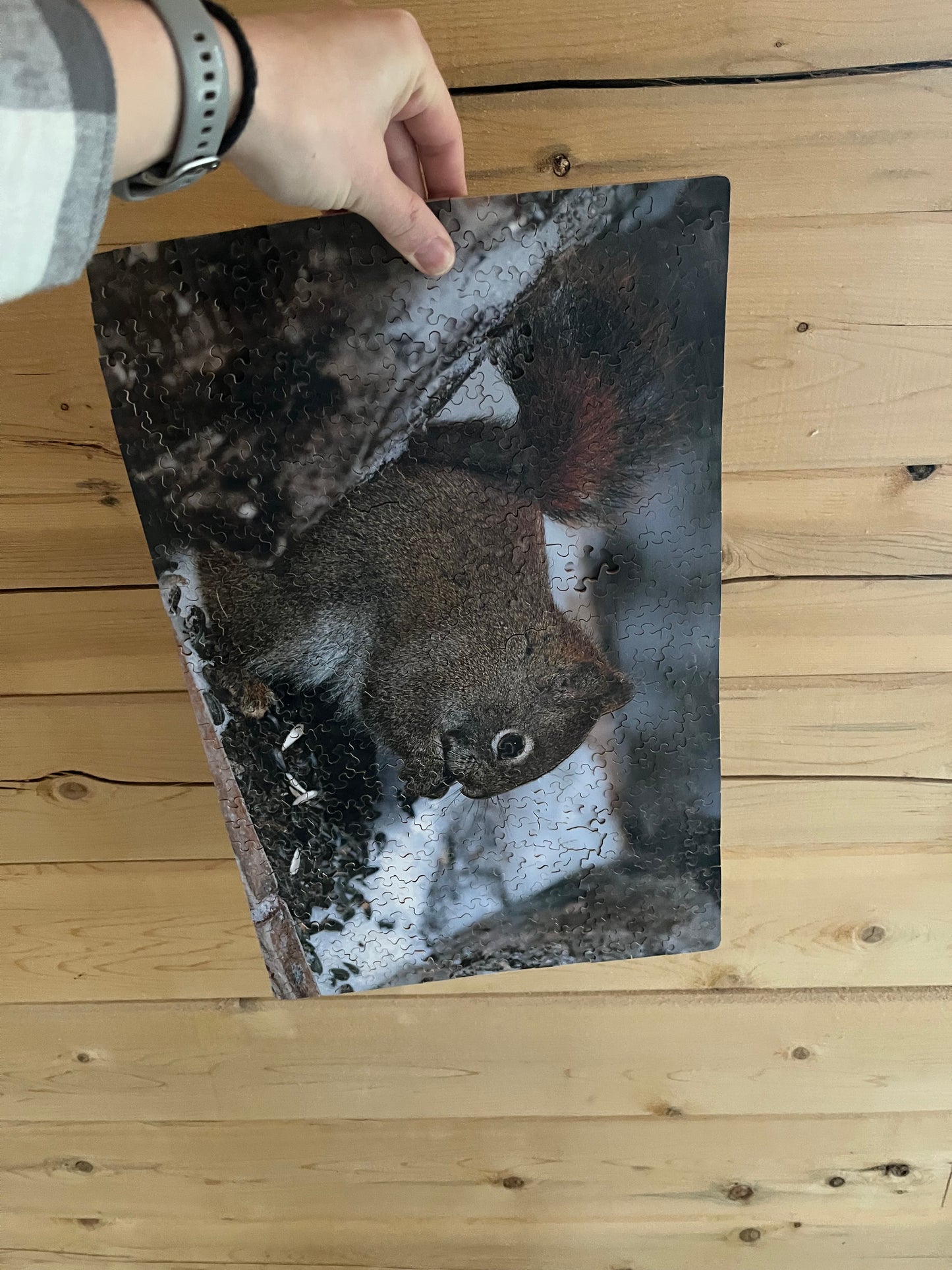 Squirrel Puzzle