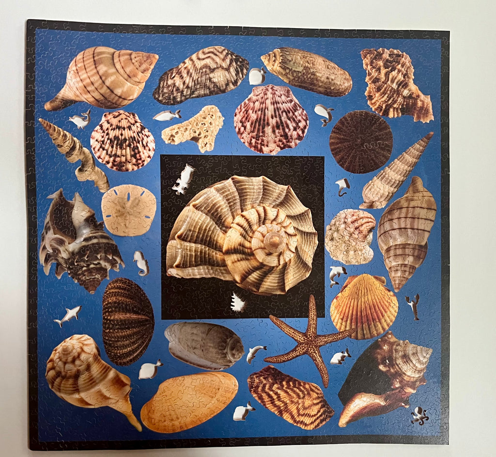 Sanibel Island Shells