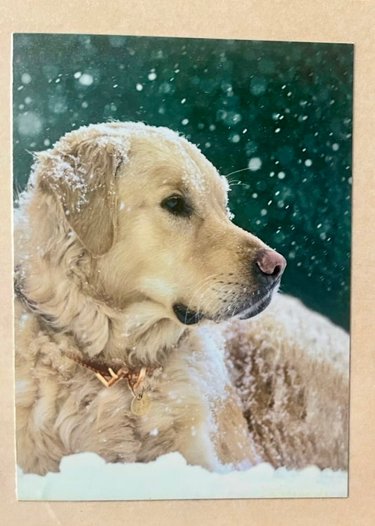 Dog in the Snow