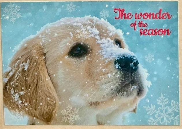 Wonder of the Season - Pup