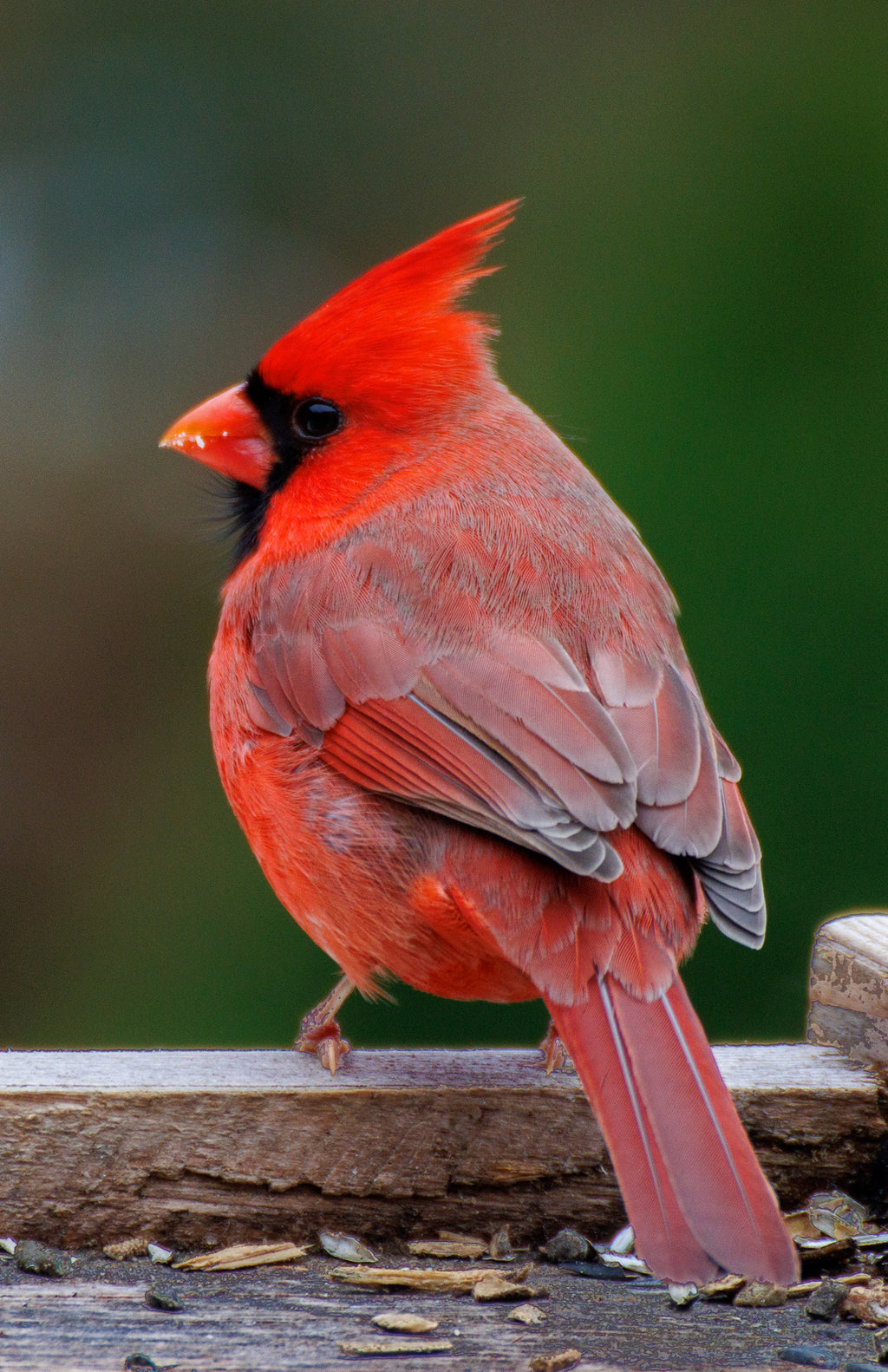 Vermont Cardinal