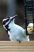 Vermont Woodpecker - Jigsaw puzzle