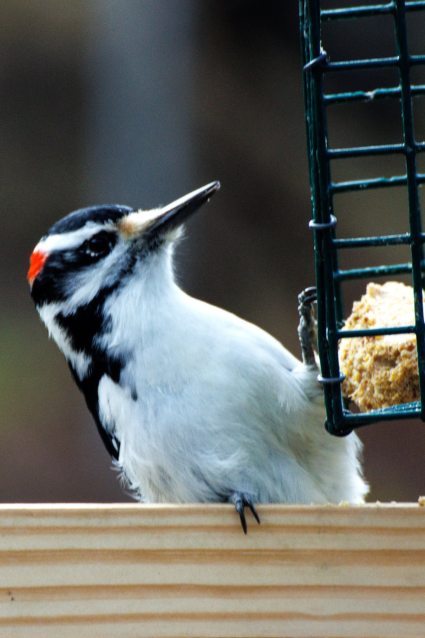 Vermont Woodpecker - Jigsaw puzzle