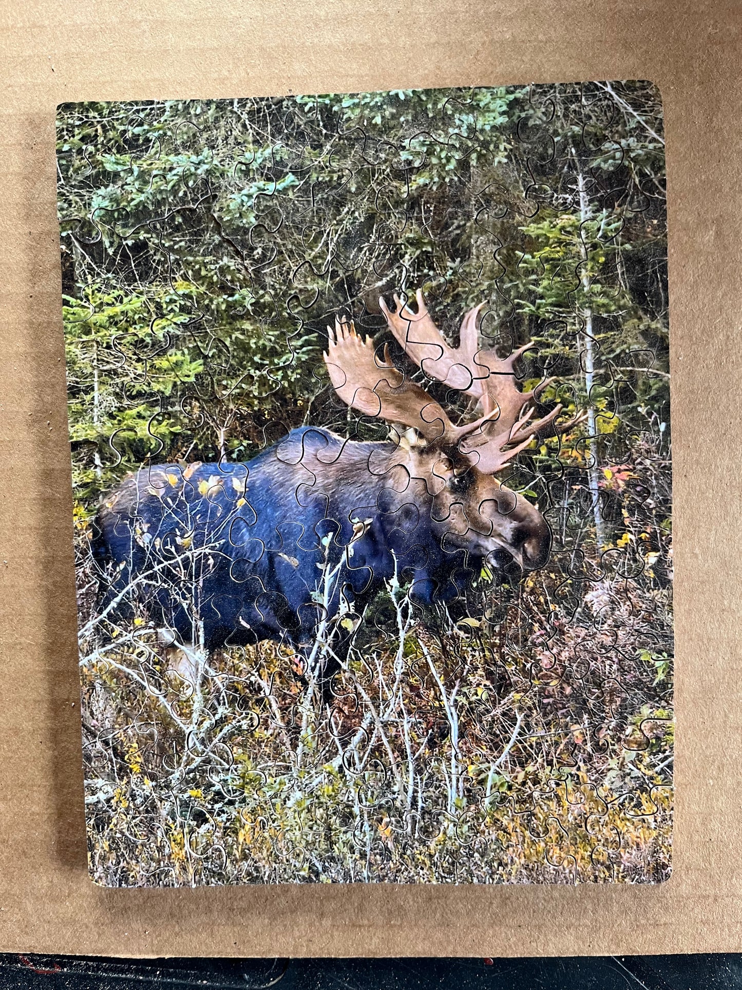 Algonquin Park Moose