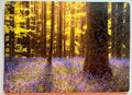 Bluebell Forest - Wooden Jigsaw Puzzle