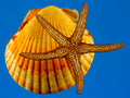 Mini Starfish & Scallop Shell