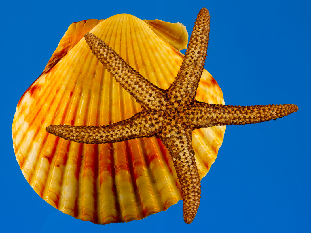 Mini Starfish & Scallop Shell
