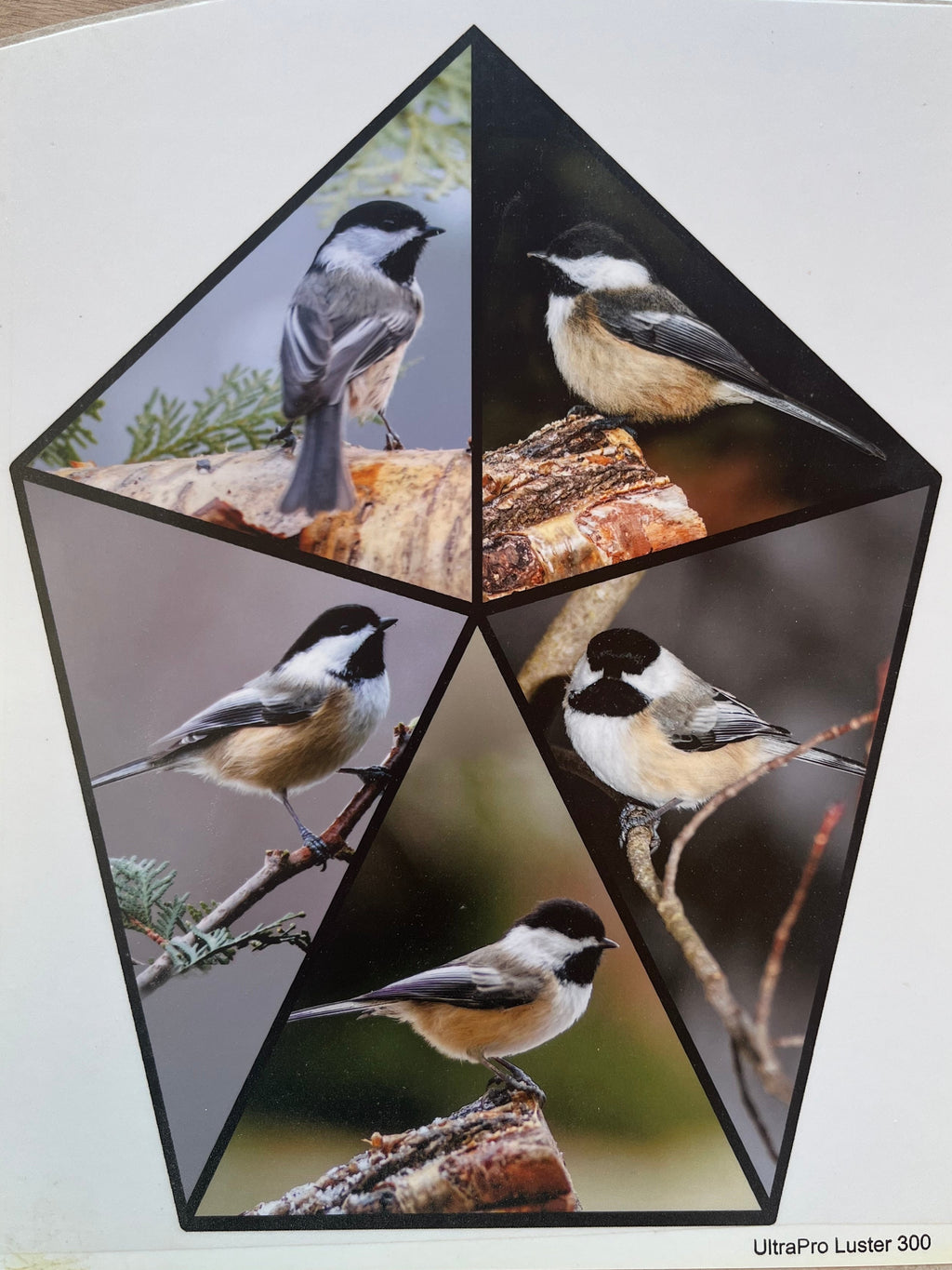 Chickadee Collage