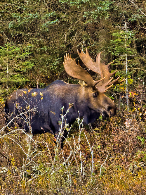 A jigsaw puzzle depicting a moose in a natural setting with autumn colors.