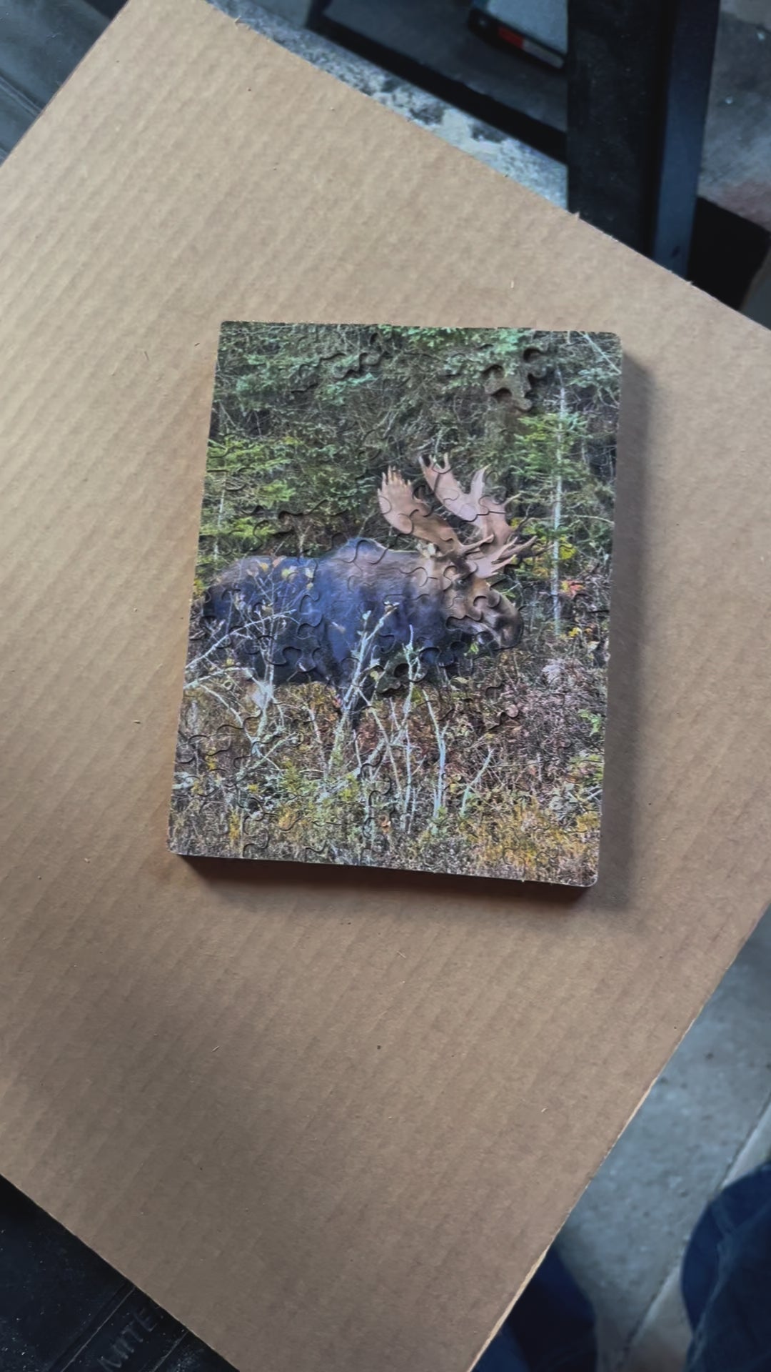 Algonquin Park Moose